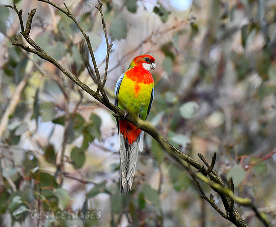 Eastern Rosella Parrot