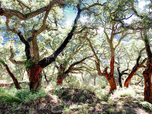 "Rejuvenation". Monchique Field of Cork Trees.
