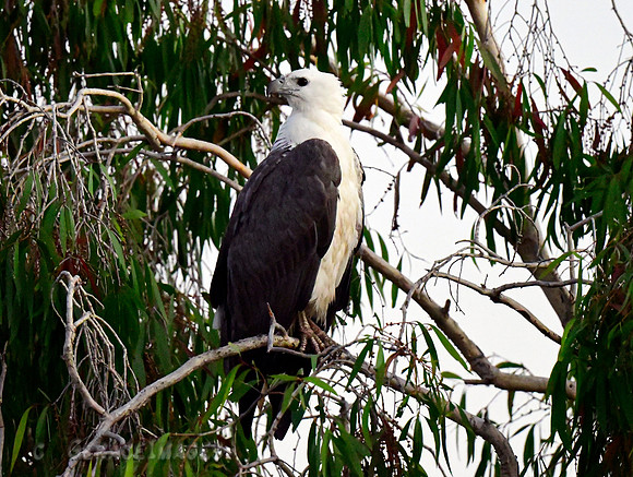 White-bellied Sea Eagle