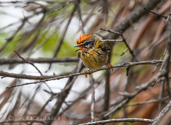 Firecrest