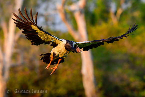 Magpie Goose