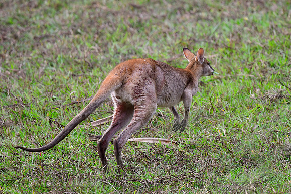 Wallaby hopping away. Never saw one hopping towards me. :)
