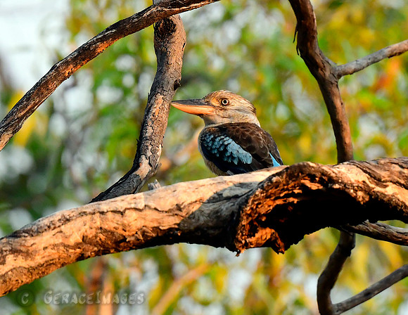 Blue-winged Kookaburra