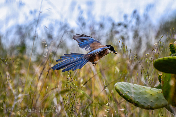 Iberian Magpie