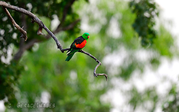 Male Red-winged Parrot