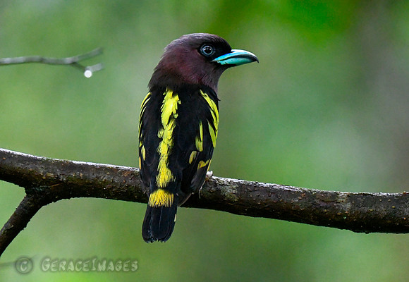 Banded Broadbill