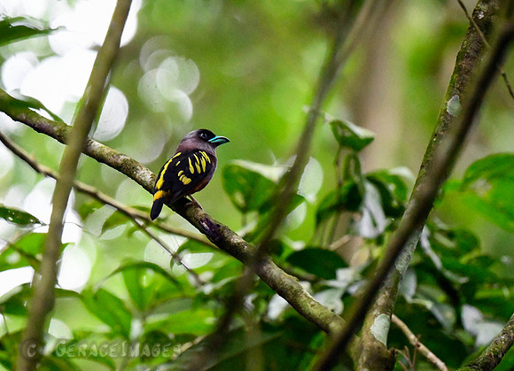 Banded Broadbill