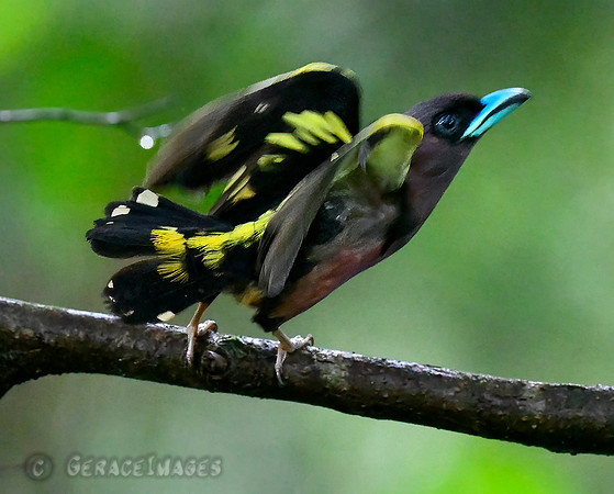 Banded Broadbill