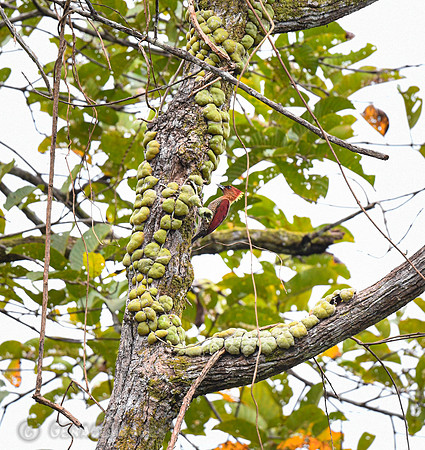 Banded Woodpecker
