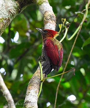 Banded Woodpecker