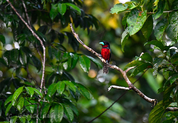 Black & Red Broadbill