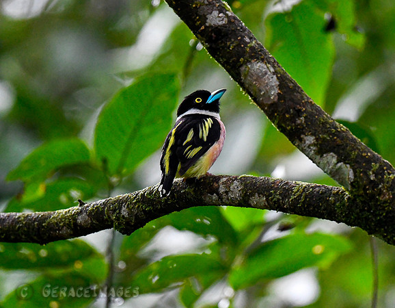 Black & Yellow Broadbill