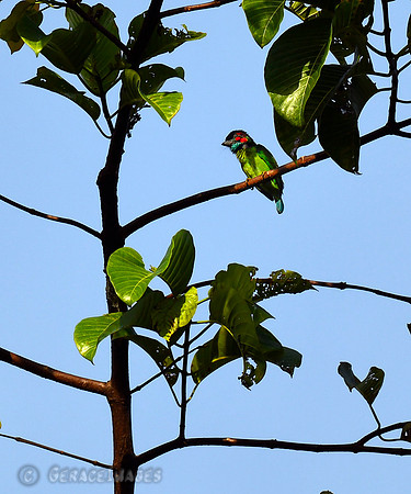 Black-eared Barbet