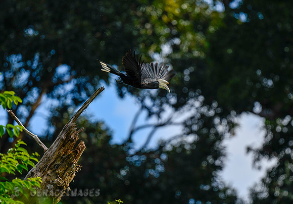 Black Hornbill