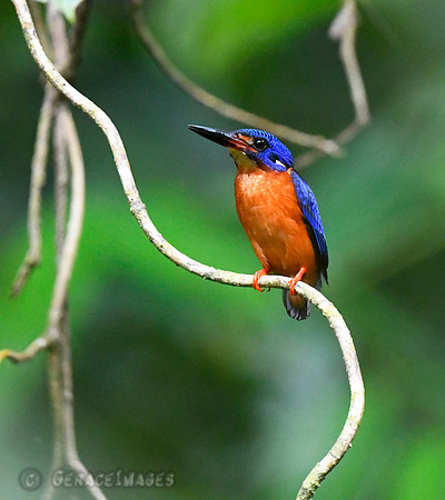 Blue-eared Kingfisher