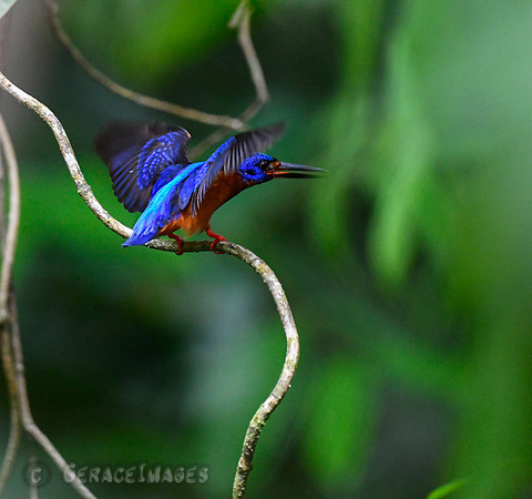 Blue-eared Kingfisher