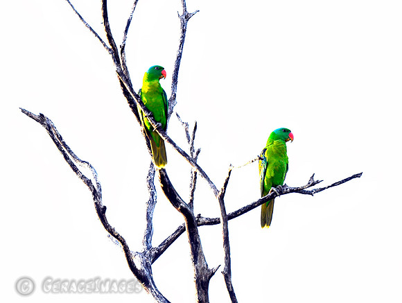 Blue-naped Parrots
