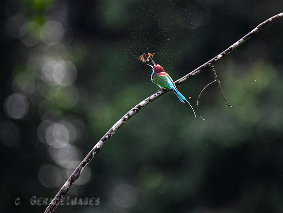 Blue-throated Bee-eaters