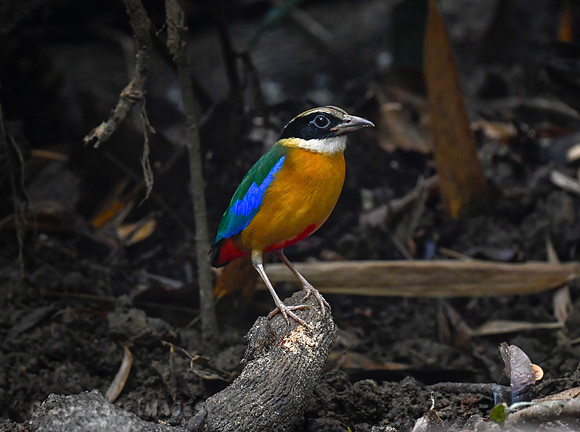 Blue-winged Pitta