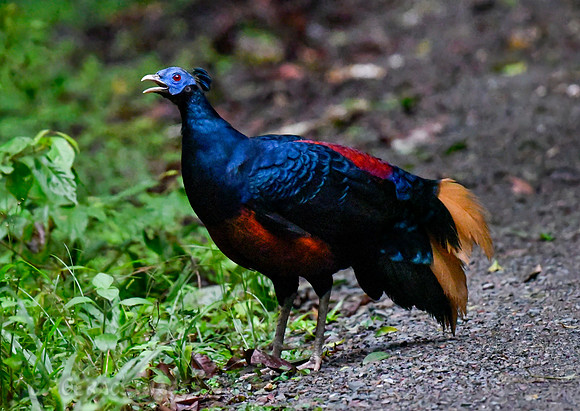 Bornean Crested Fireback Pheasant