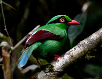 Endemic Borneo Green Magpie