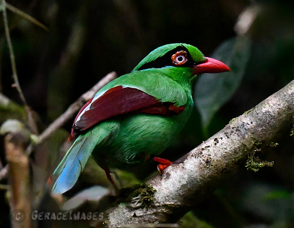 Endemic Borneo Green Magpie