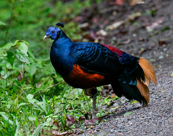 with crown feathers showing.