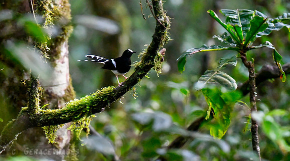Forktail