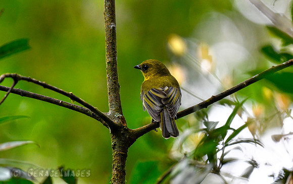 Bornean Whistler