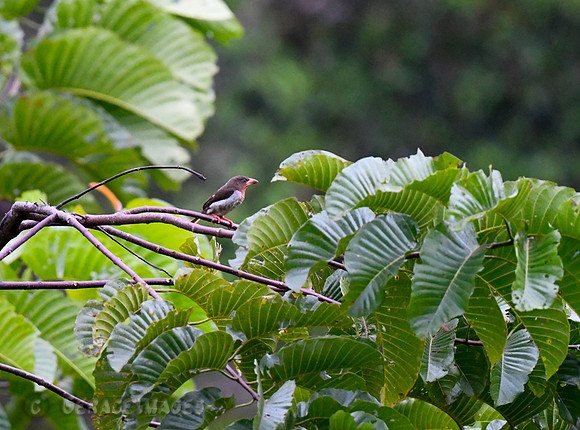 Brown Barbet. *Endemic