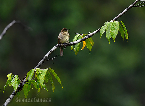 Charlotte's  Bulbul