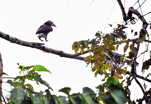 Bushy Crested Hornbill