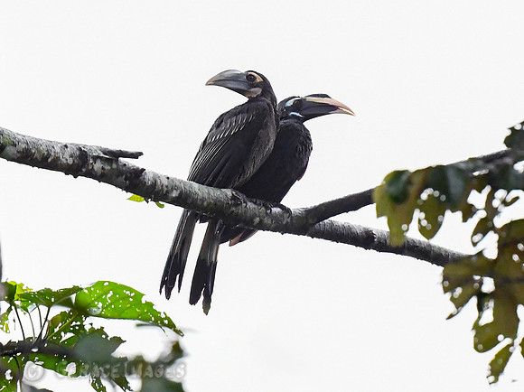 Female & Male Bushy Crested Hornbills