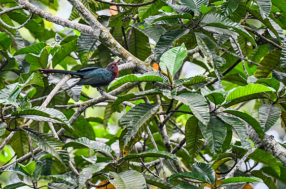 Chestnut-bellied Malkoha