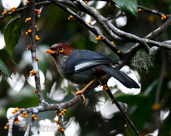 Chestnut-hooded Laughingthrush. *Endemic