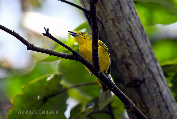 Common Iora