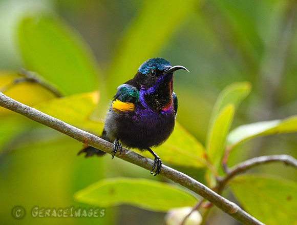 Copper-throated Sunbird