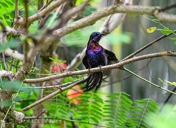 Copper-throated Sunbird