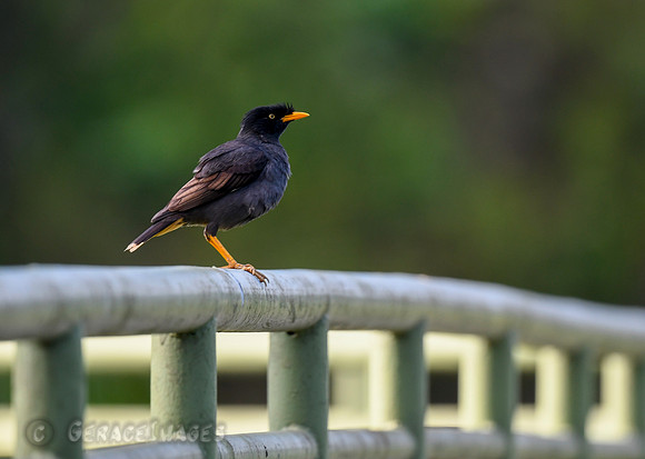 Crested Myrna