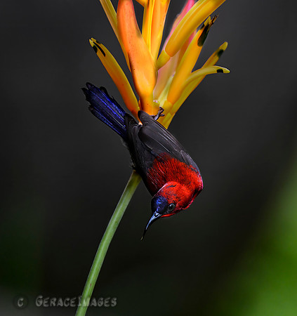 Crimson Sunbird