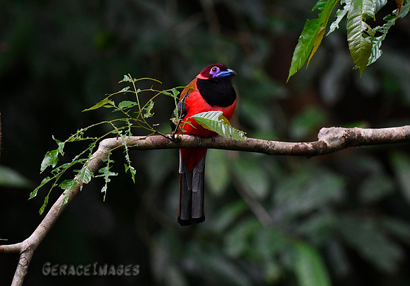 Diard's Trogon