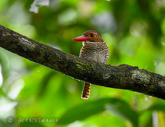 Female Banded Kingfisher