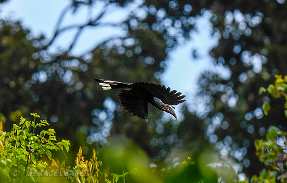 Female Black Hornbill