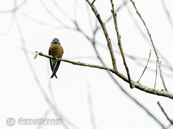 Female Whiskered Treeswift