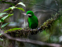 Female Whitehead's Broadbill.  *Endemic