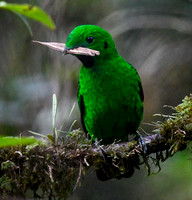 Whitehead's Broadbill, female. *Endemic