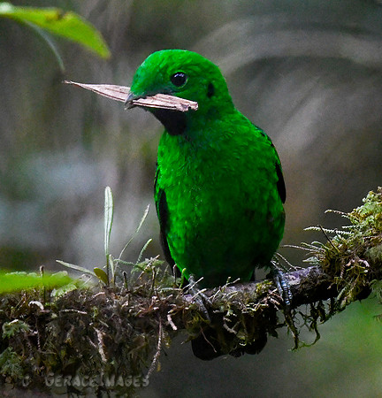 Whitehead's Broadbill, female. *Endemic