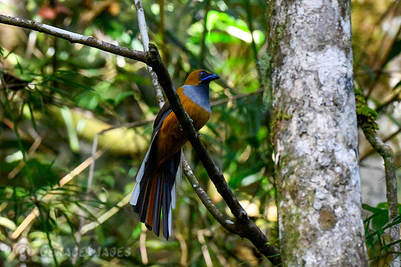 Female Whitehead's Trogon