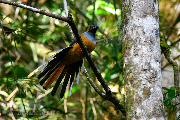Whitehead's Trogon, female.