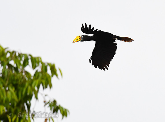 Female Wrinkled Hornbill